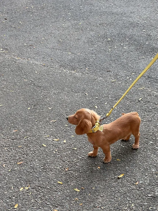 Women Dog Stud Leash Butter Pet Lisa Says Gah